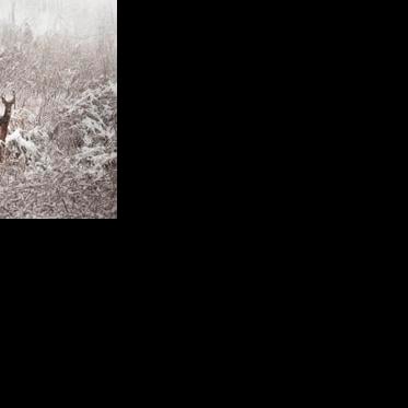 After brutal winter conditions, emergency deer feeding underway in