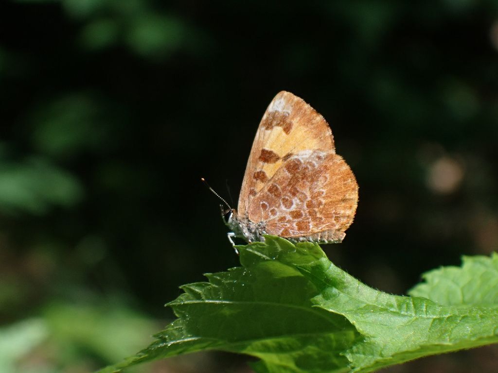 This harvester butterfly started their life as a carnivorous