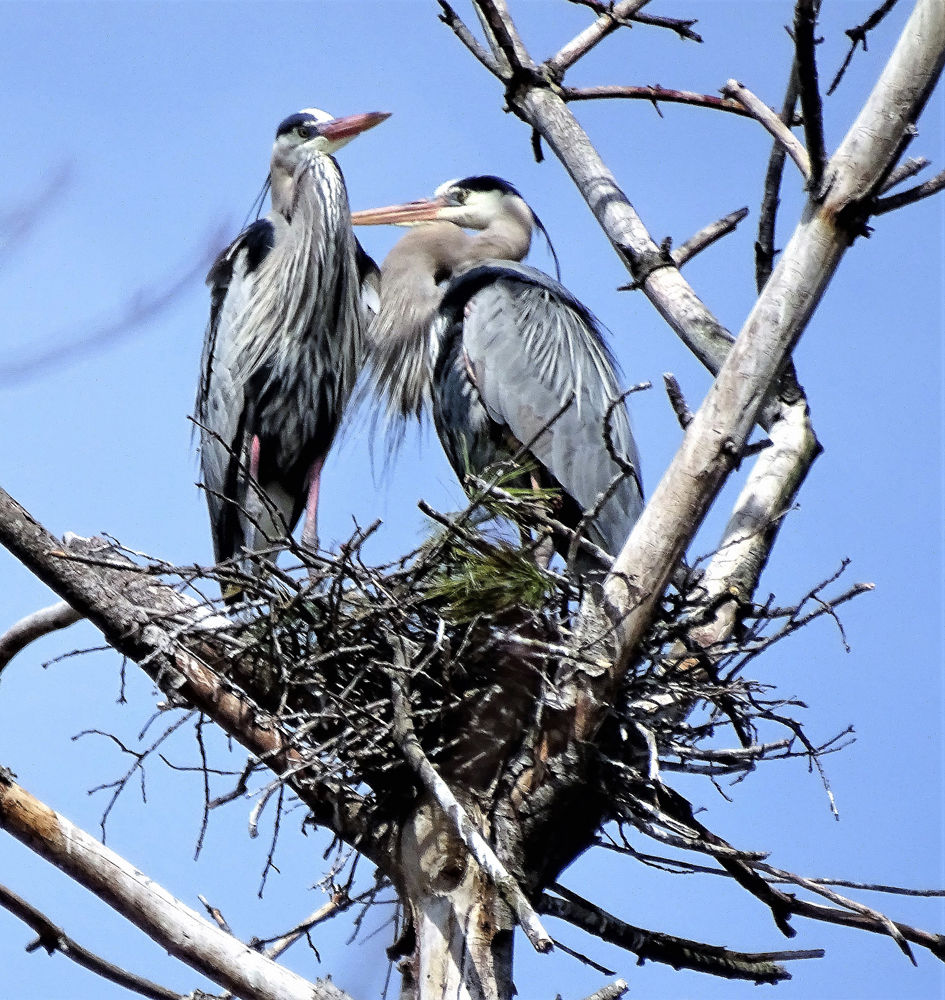 Blue deals heron nest