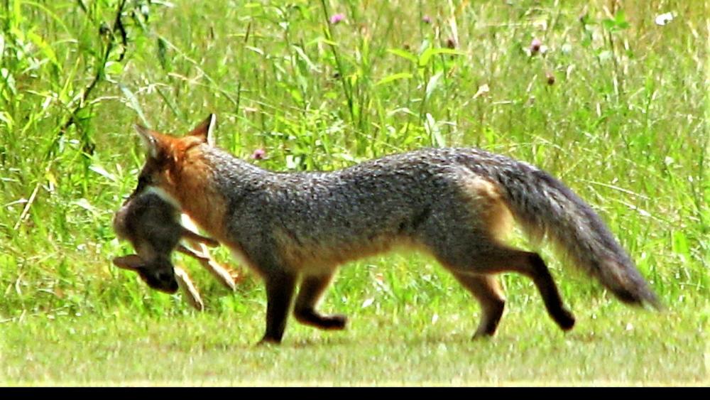 Focus on nature: Understanding predator-prey relationships | Free | apg