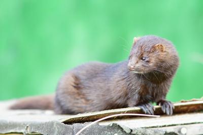 Mink Housed On Michigan Wisconsin Farms Test Positive For Coronavirus Subscriber Apg Wi Com