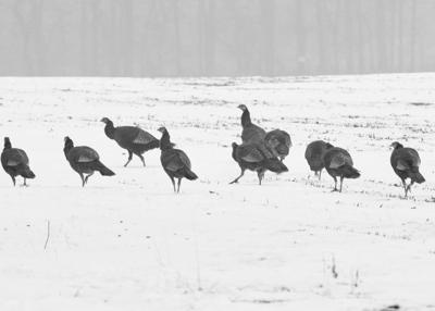 Natural Connections Wild Turkeys A Conservation Success Story