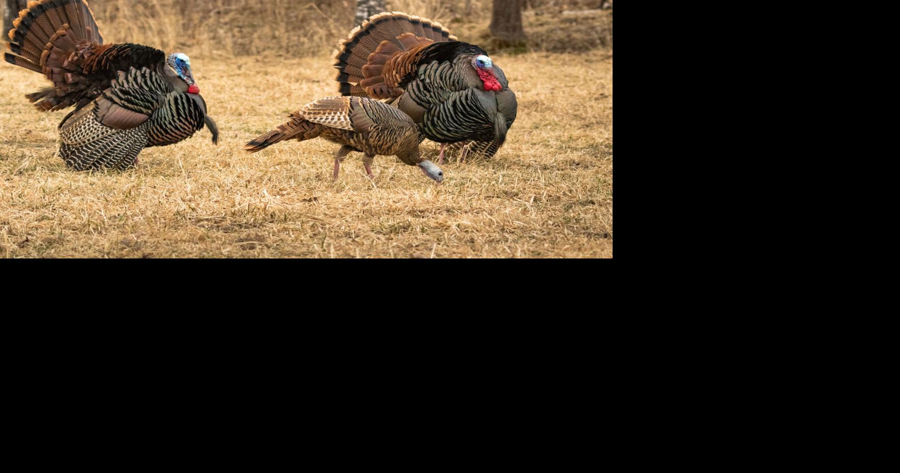 Spring turkey harvest sees increase from 5-year average