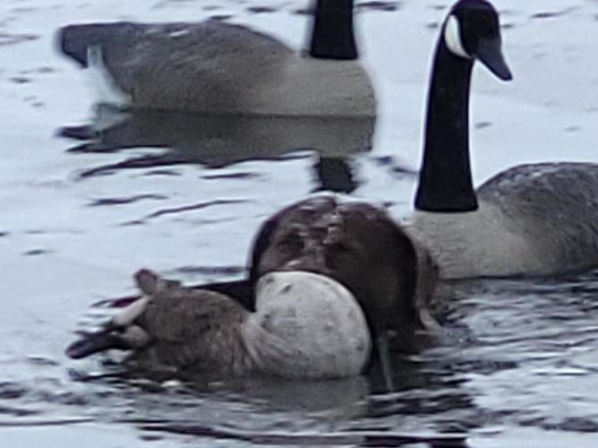 Goose Cold An Outdoorsman's Journal: Cold Weather Goose Hunt | Price County Review ...