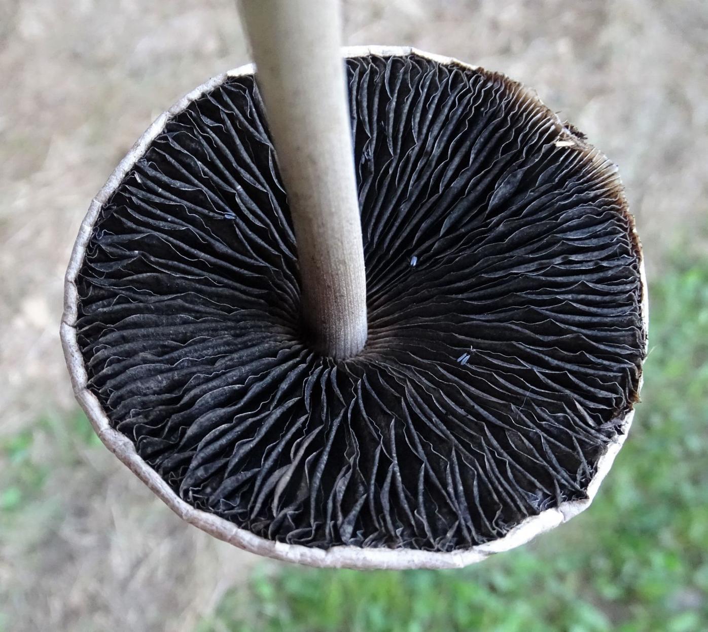 Focus on nature Egghead mottlegill — the dung mushroom Free