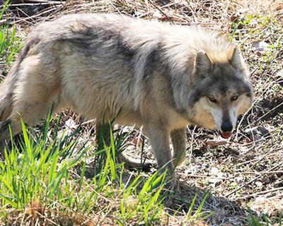 Wisconsin DNR statement regarding USFWS wolf recovery plan | Outdoors ...