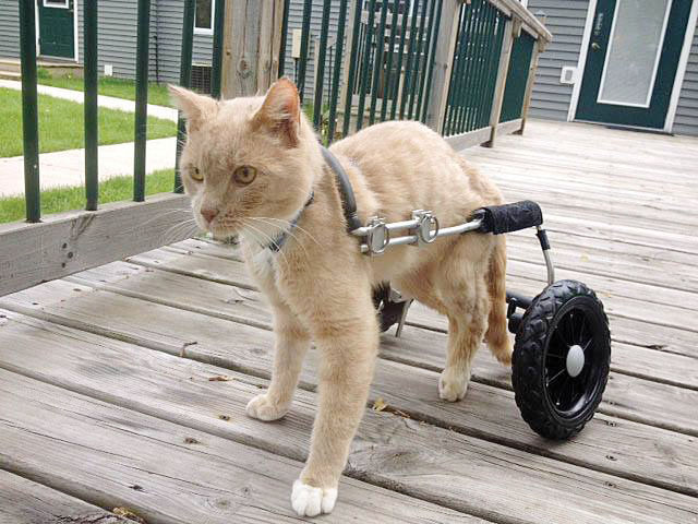 Cat On Course To Forever Home With Help Of Wheels Team Of Supporters News Apg Wi Com