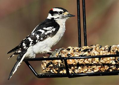 What Birds Are At Feeders What Is The Rarest Of Them Free