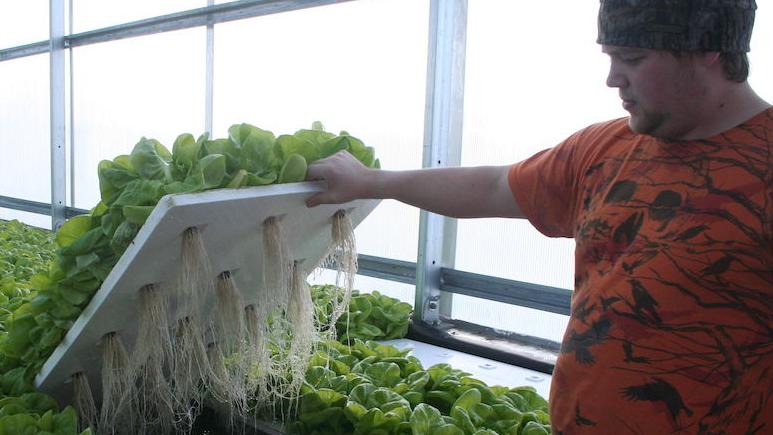 New Greenhouse Grow Hydroponic Greens Rice Lake Chronotype Apg