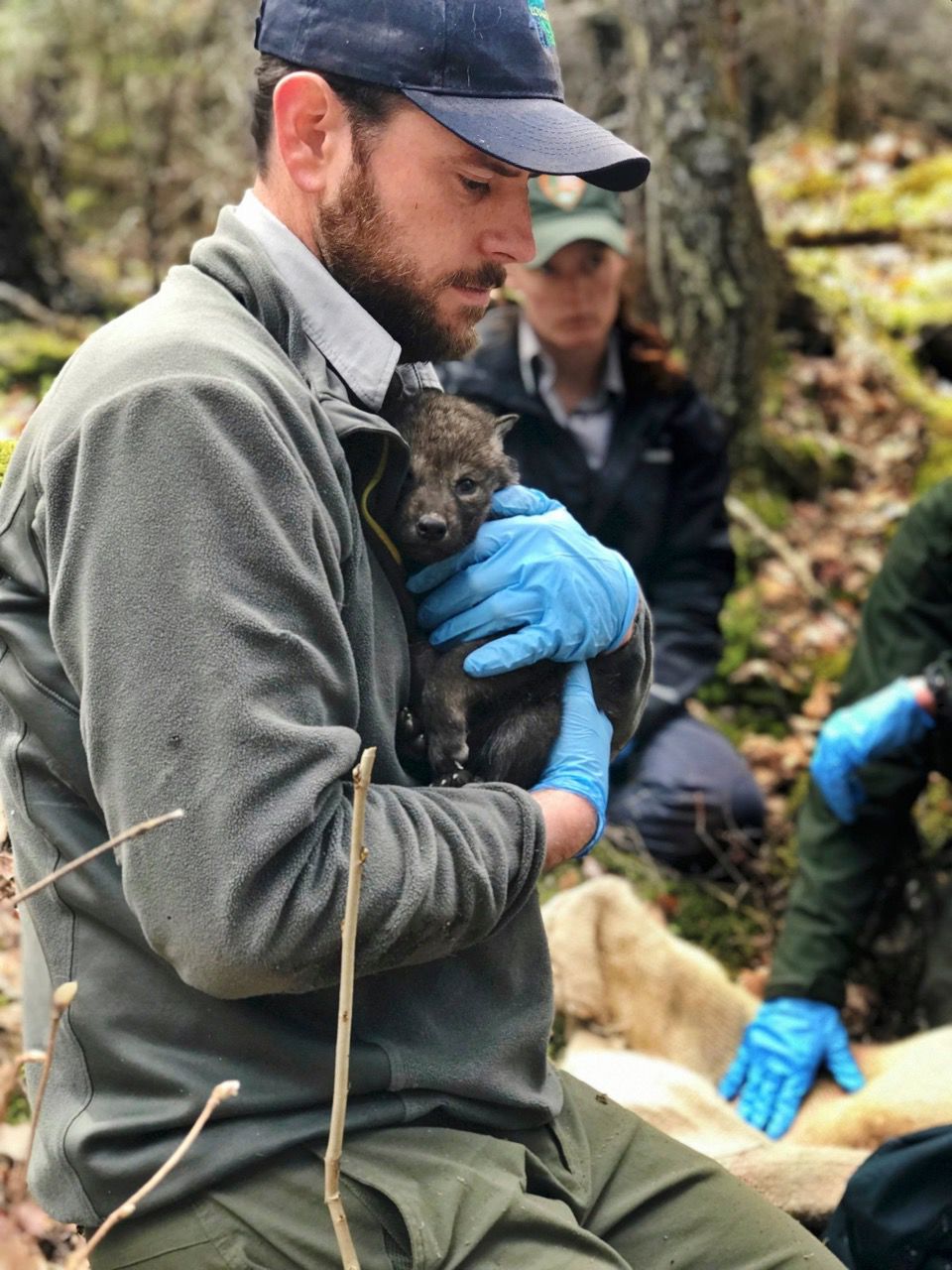 wisconsin northland outdoors guide service on Natural Connections Voyageurs Wolf Project A New Season For Wolf Research Free Apg Wi Com