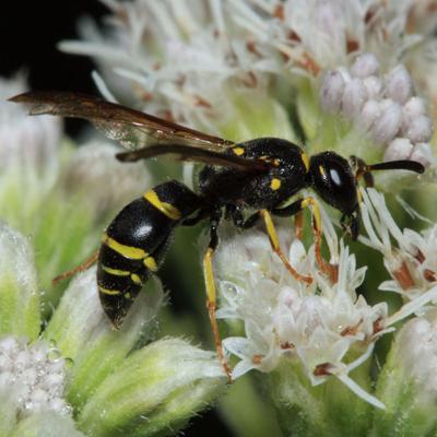 wasp potter wasps saw yellow wi certain although species same apg spaced stripes nectar irregularly pollen feed match adult articles