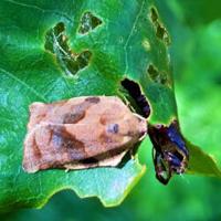 Defoliating oak trees suffering from rise of insects | Outdoors | apg ...