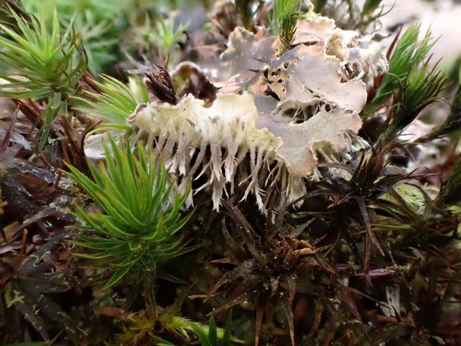 Lichen Rizoides Unlocking the lichens | Outdoors | apg-wi.com