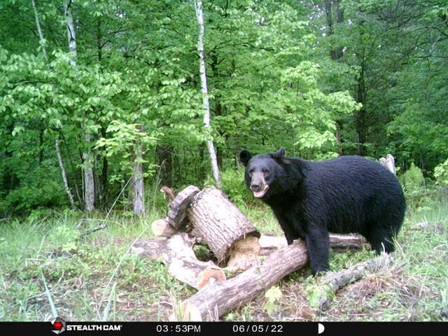 AN OUTDOORSMAN'S JOURNAL: The lure of the bear, Price County Review