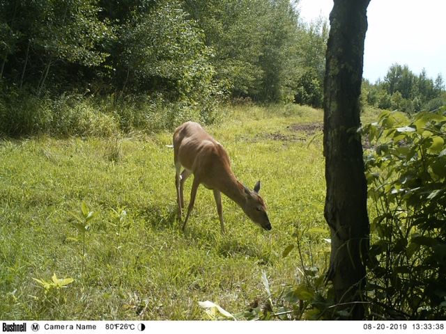 Cougar caught on film attacking deer in southern Bayfield County ...