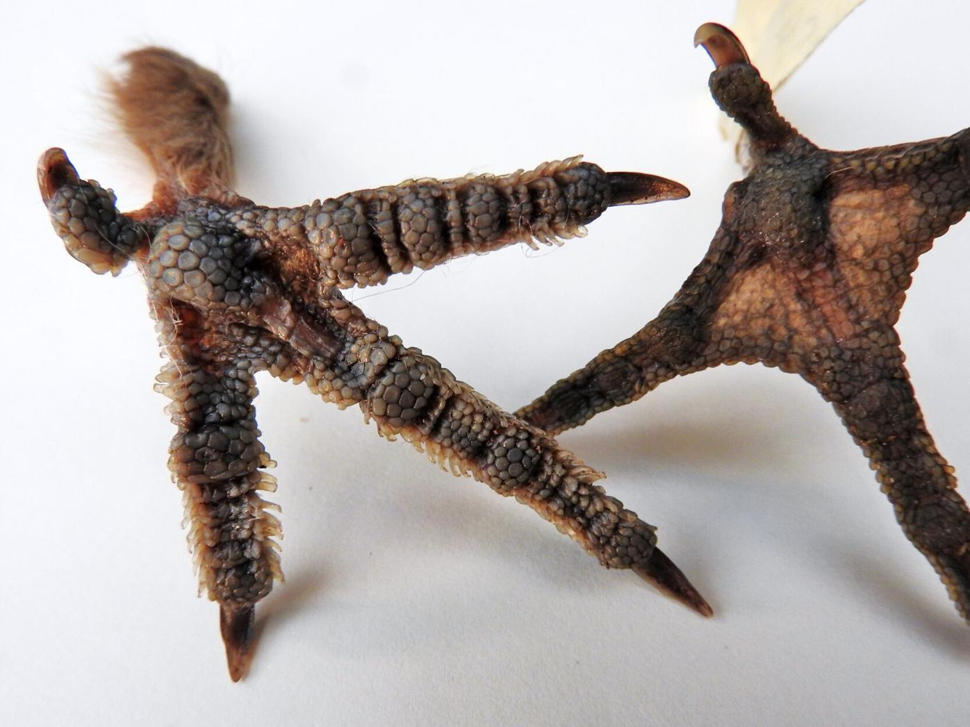 Natural Connections Nature’s guide to getting outside Subscriber