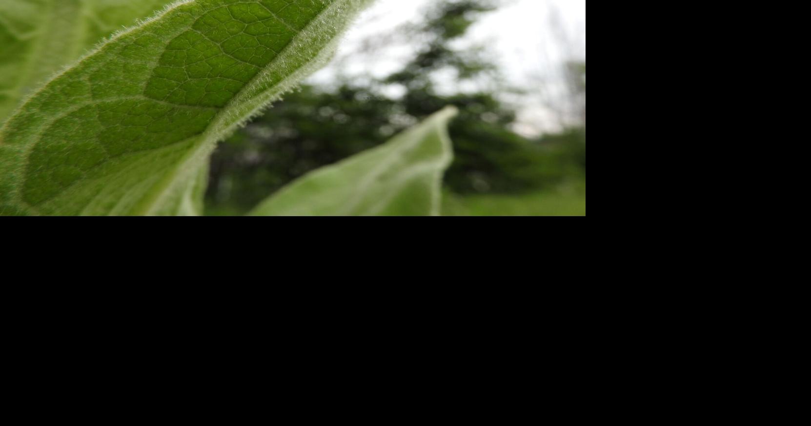Mulling over Mullein | Outdoors | apg-wi.com