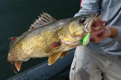 Walleye, Fishes of Wisconsin