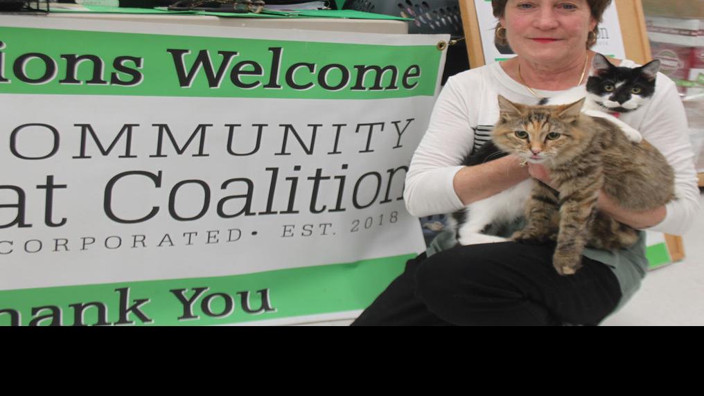 Community Cat Coalition Seeks Volunteers Fosters Free Apg Wi Com