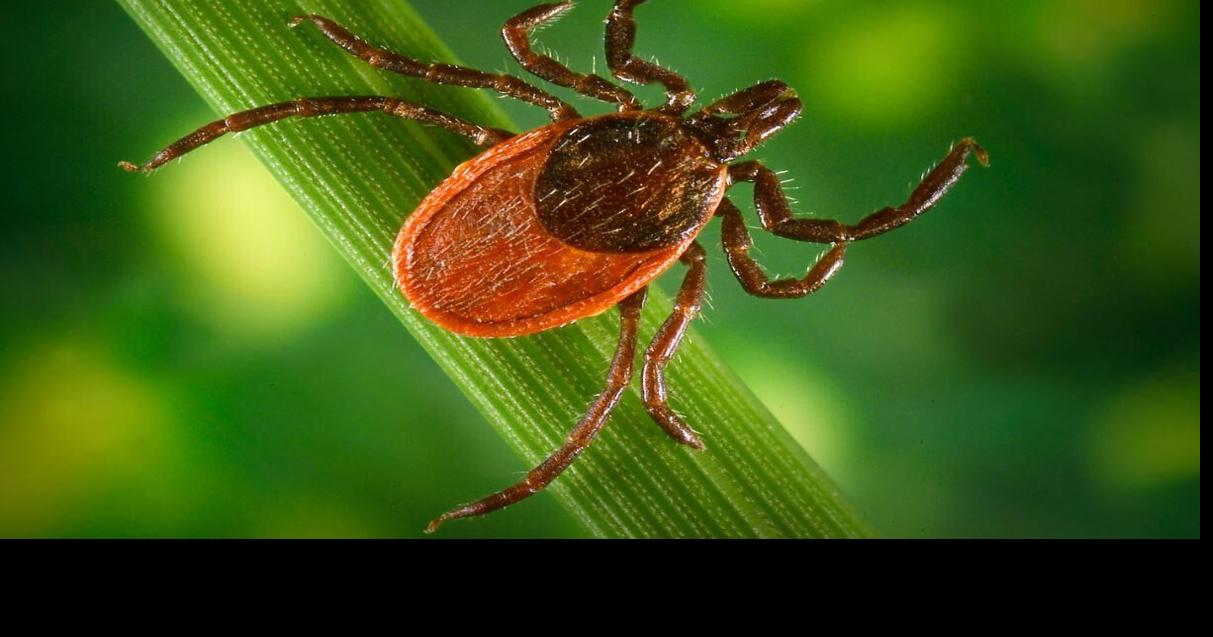 High tick activity statewide - DHS says o report tick activity and prevent against disease