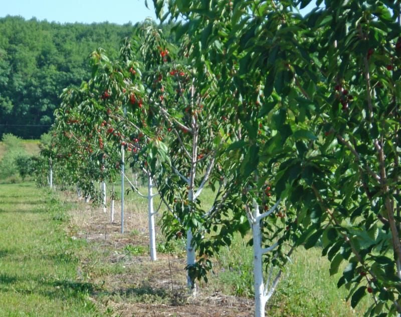 cherry tree wisconsin bayfield s sweet cherries are ripe and plentiful regional apg wi cherry tree wisconsin bayfield s sweet cherries are ripe and plentiful regional apg wi