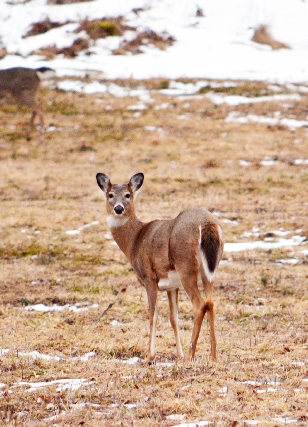 Preliminary of 1,000 antlerless deer quota for 2017 hunt