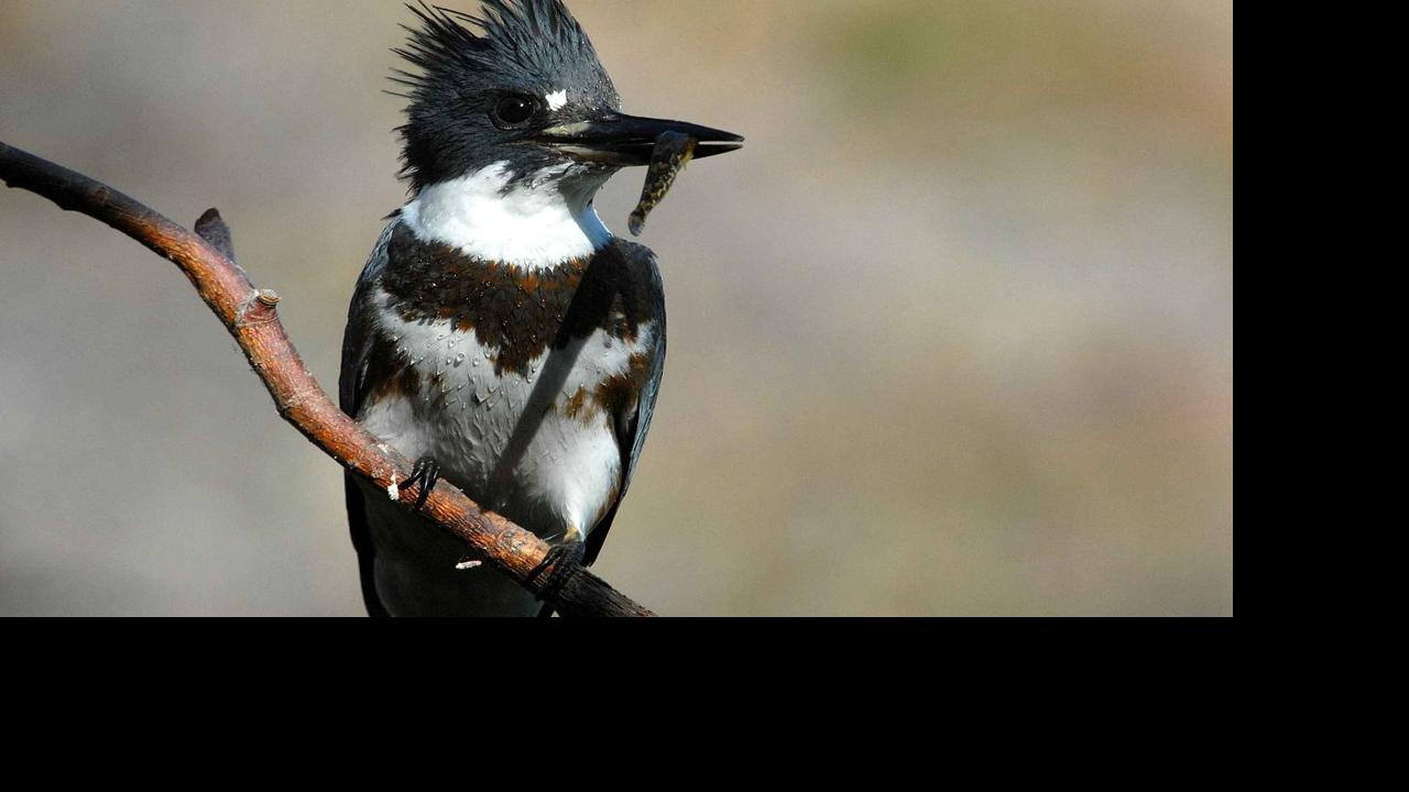 Natural Connections Kingfishers Birds That Live Up To Their Name Free Apg Wi Com Kingfisher is an indian beer brewed by united breweries group, bangalore. natural connections kingfishers