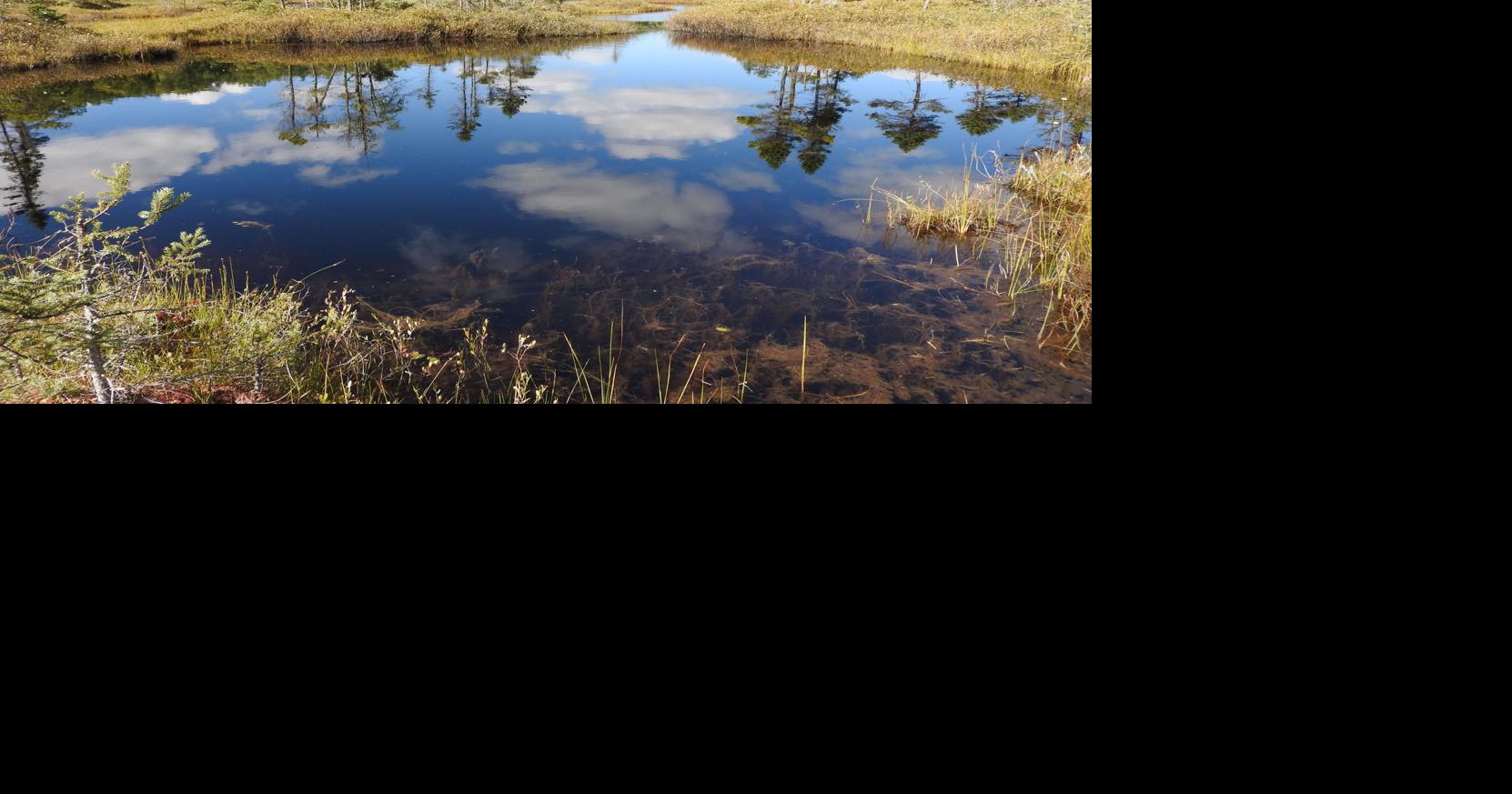 Natural Connections: The fen is filled with treasure | Free | apg-wi.com