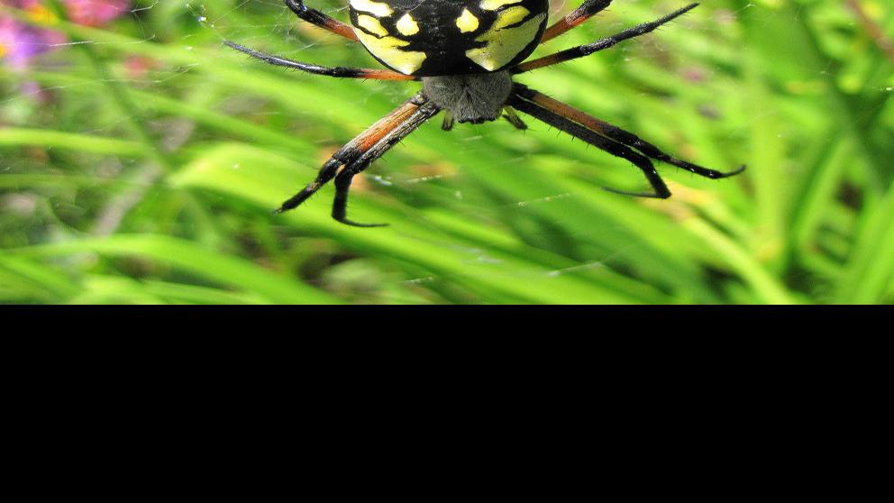 Focus On Nature The Beneficial Black And Yellow Garden Spider Free Apg Wi Com