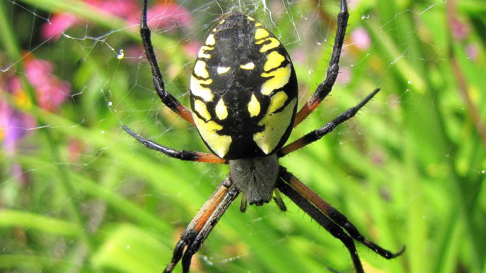 Focus On Nature The Beneficial Black And Yellow Garden Spider Free Apg Wi Com