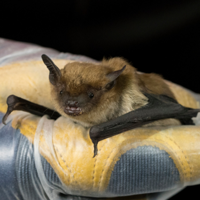 Help Wisconsin bats during International Bat Week 2024 | Regional | apg ...