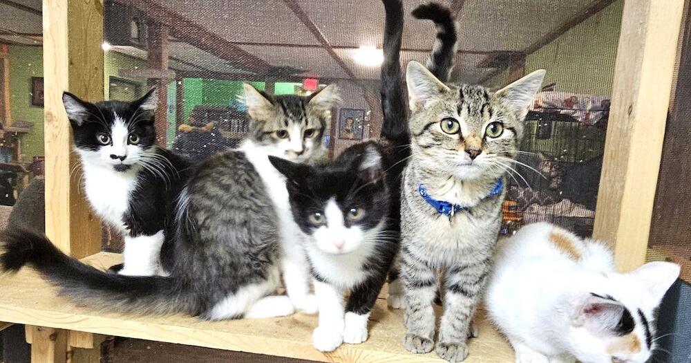 Kitten Rescue Center Cat stats: 967 found way to Rescue and Adoption Center in 2024 | News ...