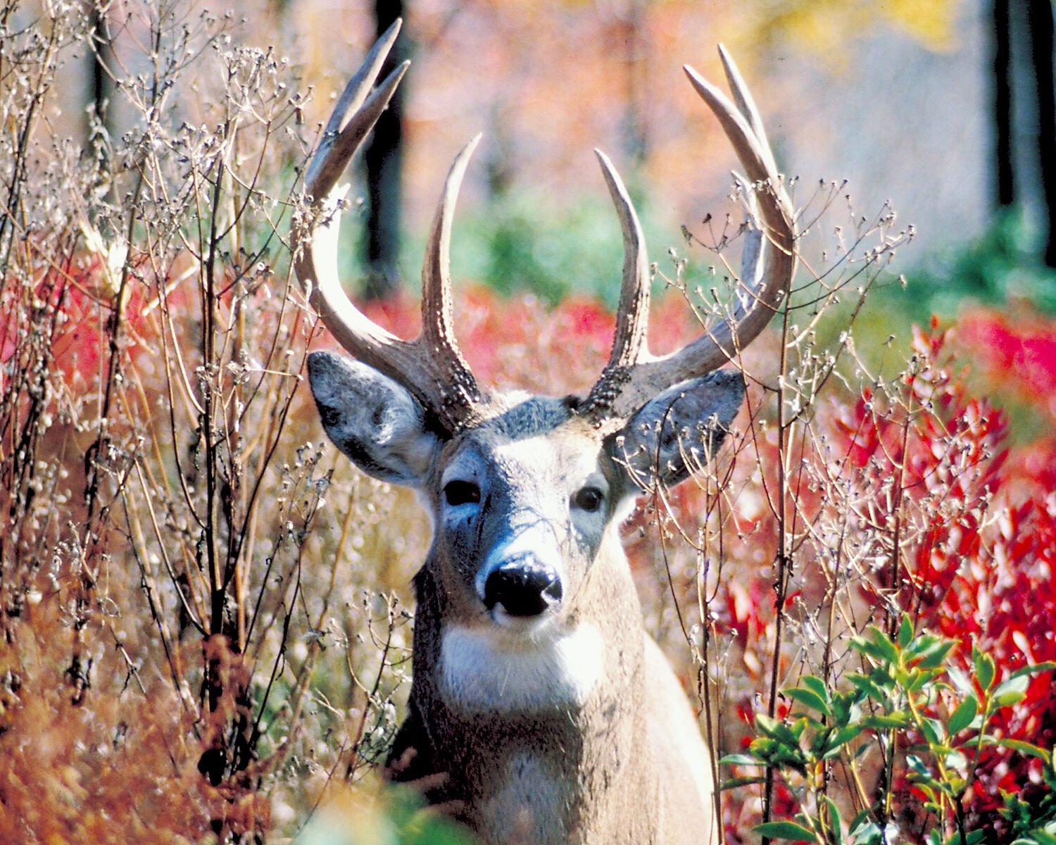 CWD-positive Deer Found In Washburn County | Subscriber | Apg-wi.com