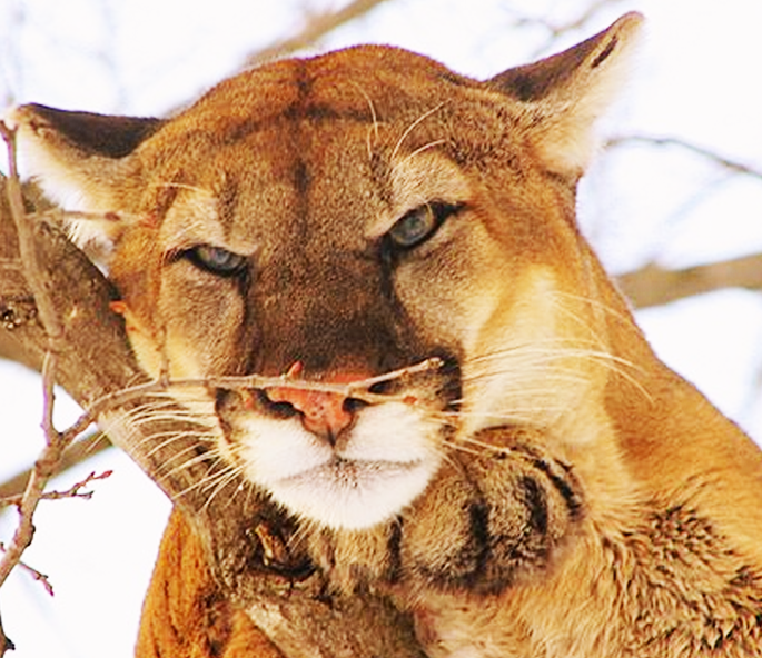 Bowhunter Kills Cougar In Buffalo County | Sports | Apg-wi.com