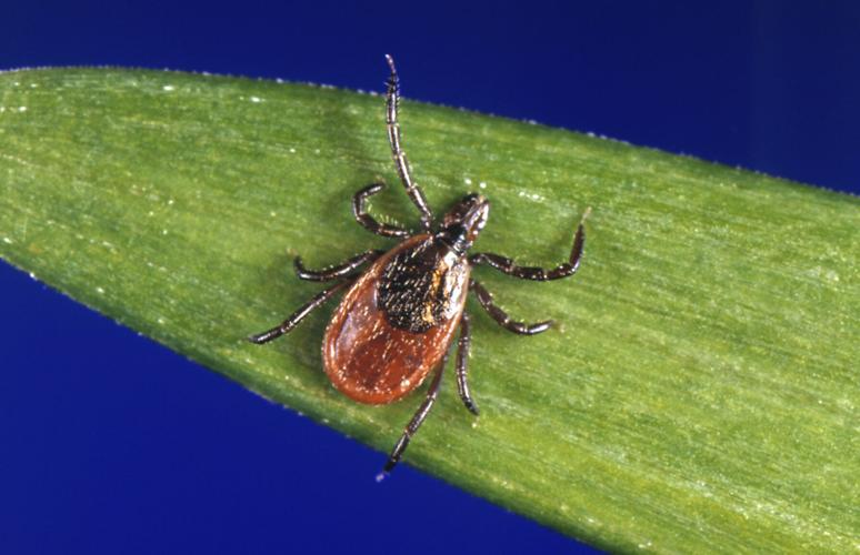 Ticks Lyme Disease
