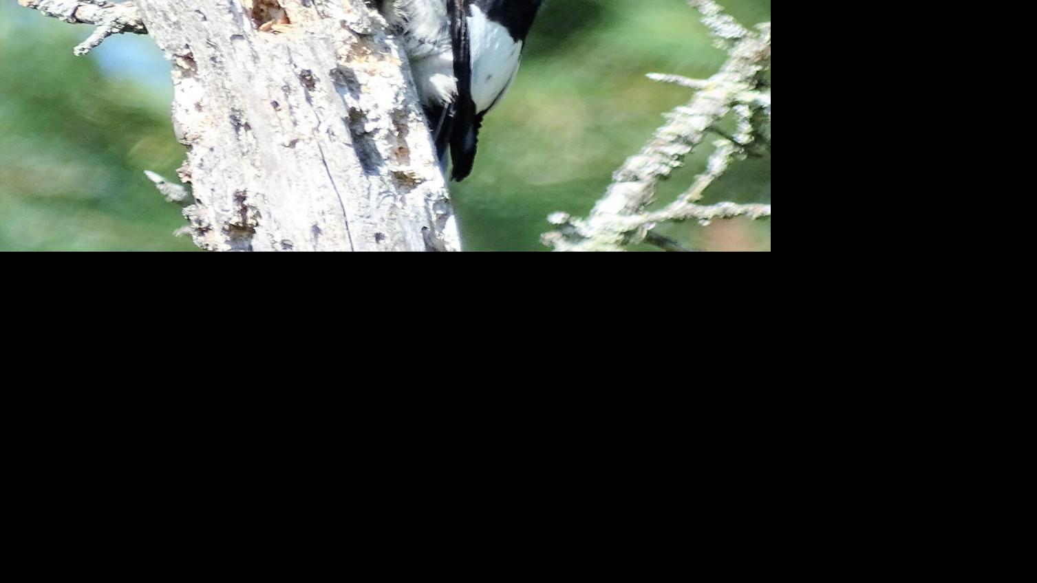 Focus On Nature The Red Headed Woodpecker Visits Fifield And Park Falls Free Apg Wi Com