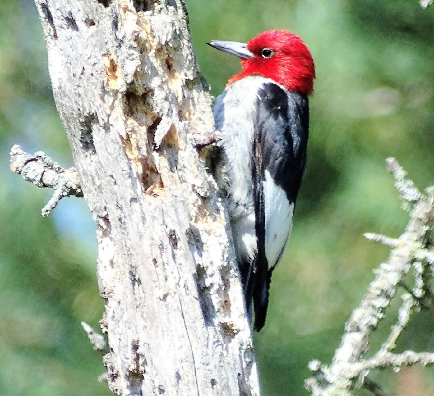 Focus On Nature The Red Headed Woodpecker Visits Fifield And Park Falls Free Apg Wi Com