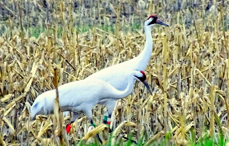 Focus on nature Endangered whooping crane Free
