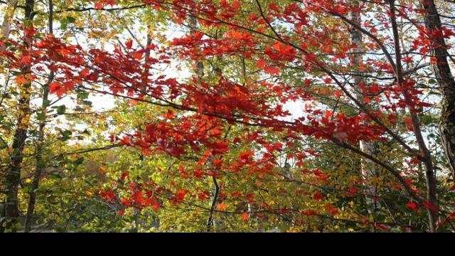 Travel Wisconsin S Fall Color Report Offers Interactive Autumn Color Map Free Apg Wi Com