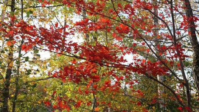 Travel Wisconsin S Fall Color Report Offers Interactive Autumn Color Map Free Apg Wi Com