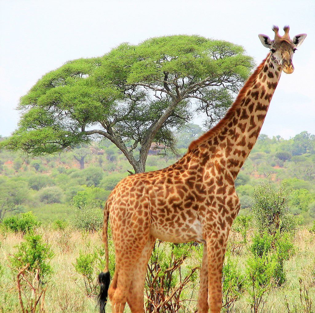 Giraffe and Acacia Tree