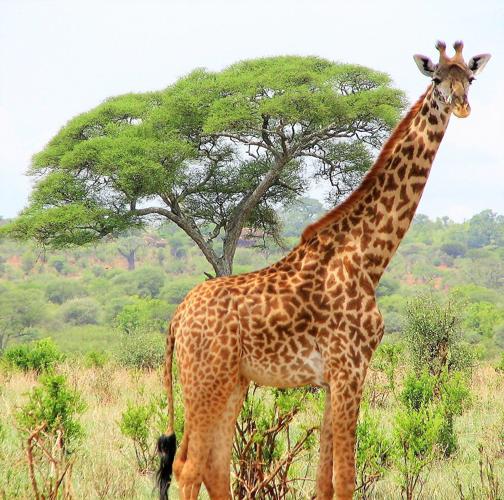 acacia tree giraffe