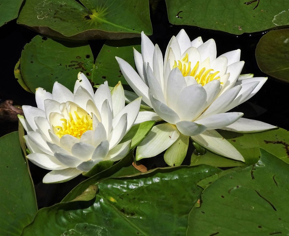 focus-on-nature-water-lilies-are-as-beautiful-as-they-are-useful