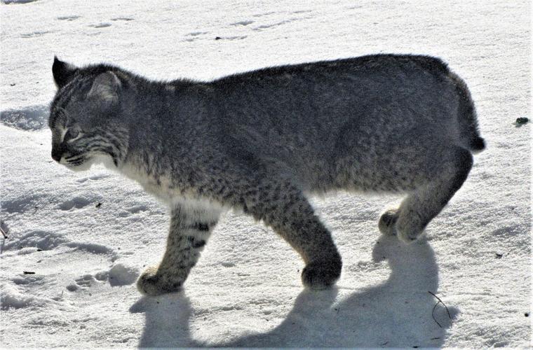Focus on nature: The elusive and secretive bobcat | Free Focus on nature: The elusive and secretive bobcat | Free