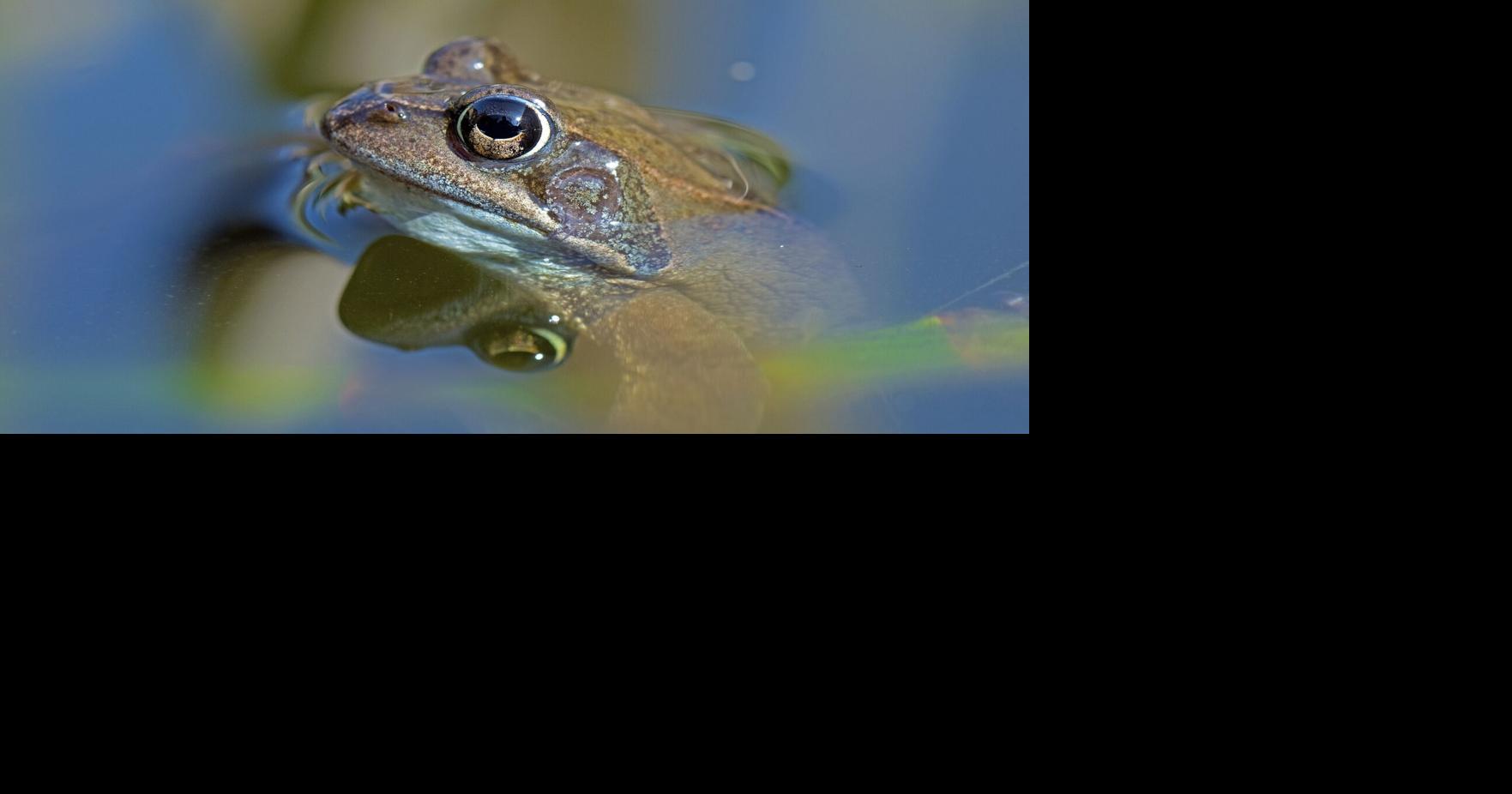 Hunt Hill to host frog call count | Outdoors | apg-wi.com