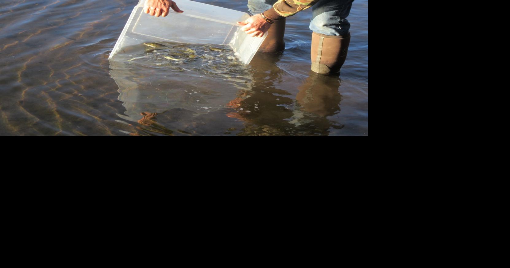 Stocking fish is science, not sport: Lake associations support DNR ...