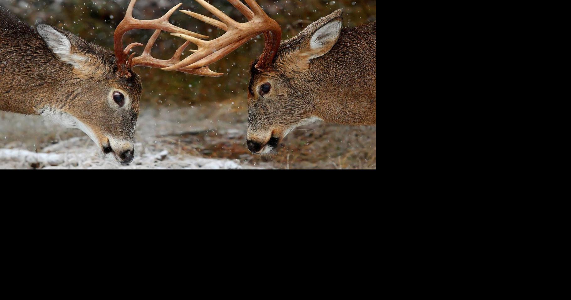 Whitetails Unlimited Banquet tickets available for Sept. 28 Outdoors