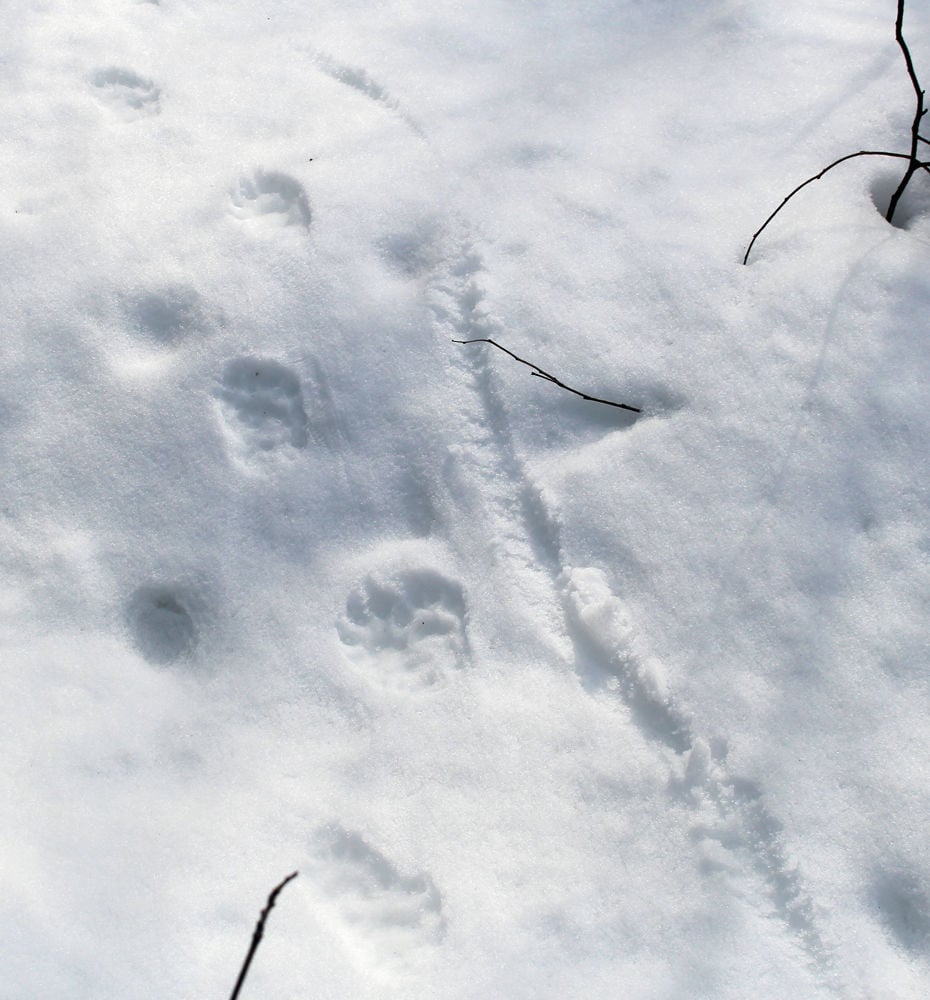 Volunteer carnivore tracker gains insight into secret world in ...