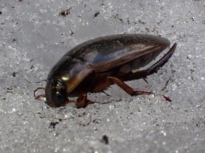 Predacious diving beetle