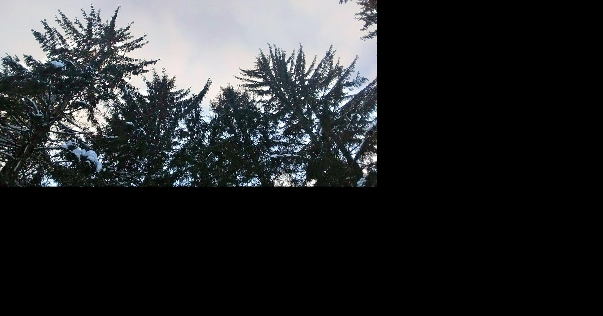 Natural Connections Our Thriving Non Native The Norway Spruce Free Apg Wi Com